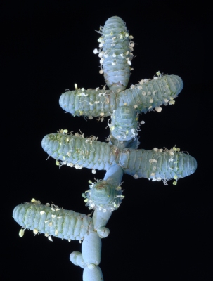 Tecticornia verrucosa