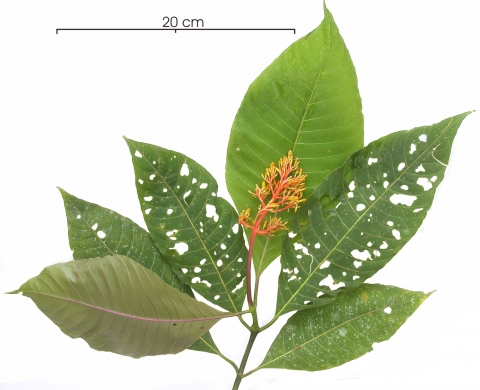 Hamelia axillaris