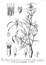 Fockea angustifolia