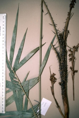 Calamus modestus