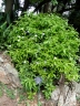 Brunfelsia uniflora
