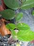 Aceratium oppositifolium