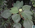 Ficus grossularioides
