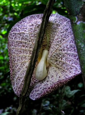 Aristolochia cordiflora