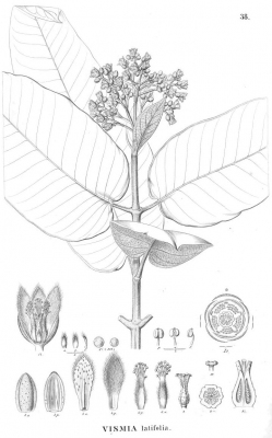 Vismia latifolia