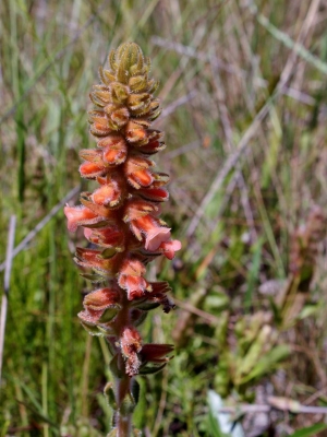 Sinningia allagophylla