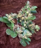 Grewia cuneifolia