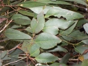 Eucalyptus bosistoana