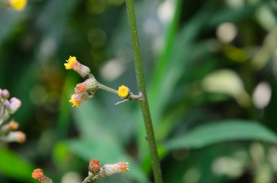 Blumea lanceolaria