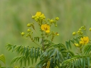 Senna petersiana